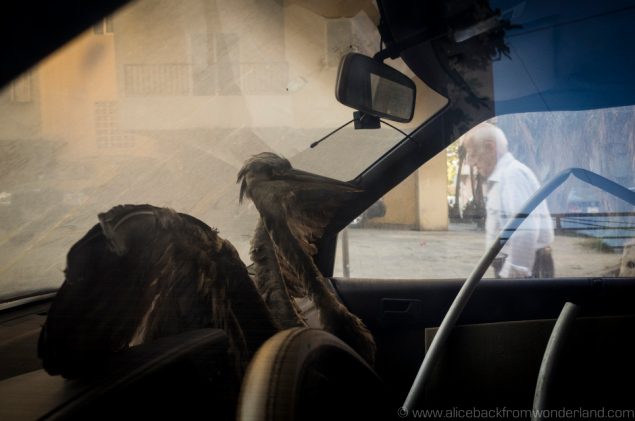 Photo by www.alicebackfromwonderland.com 